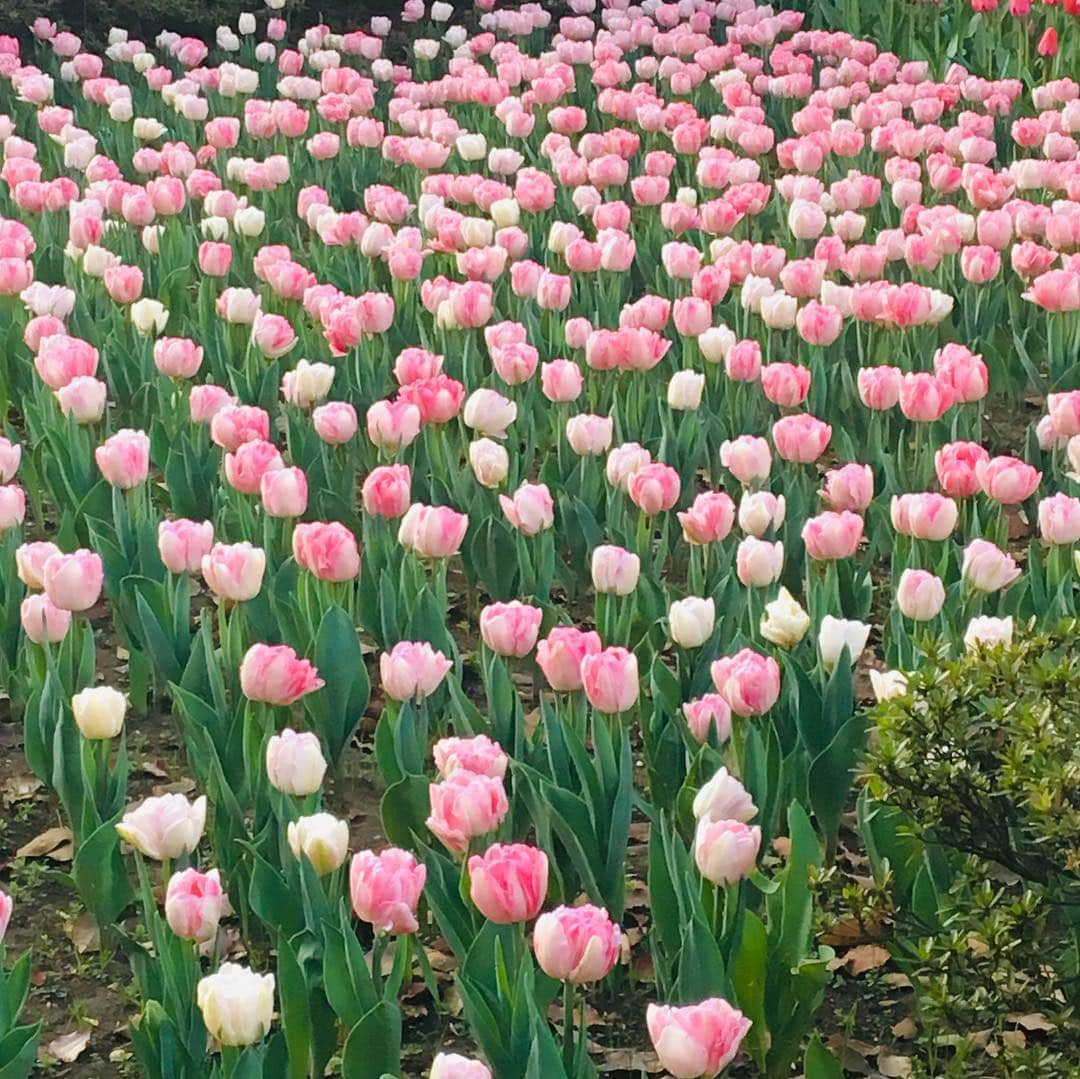 菜那くららさんのインスタグラム写真 - (菜那くららInstagram)「＊﻿ 春爛漫🌸﻿ ﻿ 桜にチューリップ🌷色鮮やかな花々✨﻿ ﻿ 街の色んな所で桜を見かけ、春を感じ﻿ ﻿ あぁ〜綺麗だな…✨﻿ ﻿ 見る度に心が癒されます☺️✨💓﻿ 今日も素敵な1日を…🍀 ﻿ #春 #桜 #チューリップ #お花見 #春爛漫 #花﻿ #枝垂れ桜 #東京タワー﻿ ﻿」4月7日 8時47分 - nana_kurara