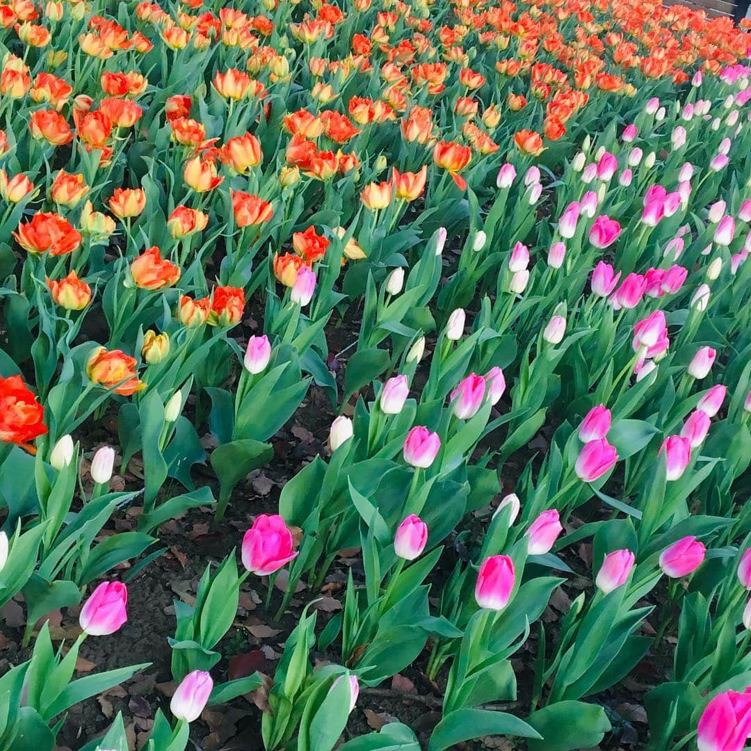 菜那くららさんのインスタグラム写真 - (菜那くららInstagram)「＊﻿ 春爛漫🌸﻿ ﻿ 桜にチューリップ🌷色鮮やかな花々✨﻿ ﻿ 街の色んな所で桜を見かけ、春を感じ﻿ ﻿ あぁ〜綺麗だな…✨﻿ ﻿ 見る度に心が癒されます☺️✨💓﻿ 今日も素敵な1日を…🍀 ﻿ #春 #桜 #チューリップ #お花見 #春爛漫 #花﻿ #枝垂れ桜 #東京タワー﻿ ﻿」4月7日 8時47分 - nana_kurara