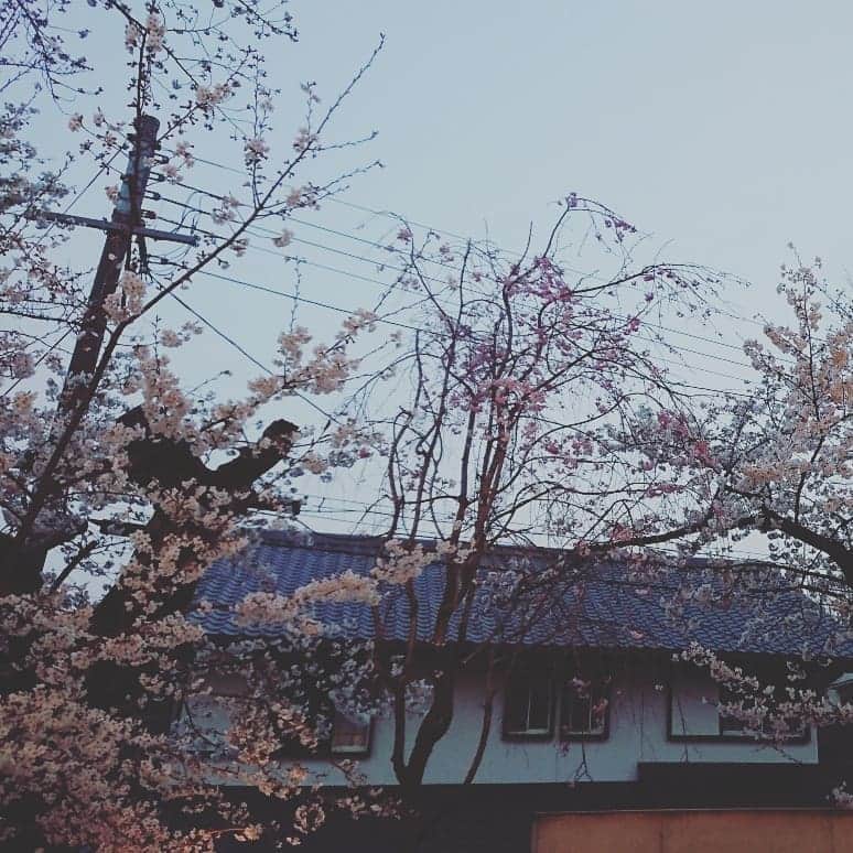 竹内弘一さんのインスタグラム写真 - (竹内弘一Instagram)「最高のお花見。1830年のシェリー初めていただきました。189年の時を経てどんな味か？と心配しながら飲んでみると、とても上品で優しいお味。日本は江戸後期の文政年間。当時に思いをはせながら。毎年おじゃましていますが素晴らしすぎるホスピタリティーに感動の連続です。尊敬できる人生の先輩との出会い。感謝を新たにしました。#お花見 #京都 #1830 #シェリー酒」4月7日 8時45分 - takeuchi_koichi