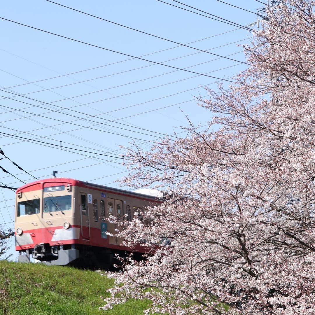 岡安章介さんのインスタグラム写真 - (岡安章介Instagram)「撮り鉄。暖かくて気持ちよかったす。 #西武多摩川線#門型鉄塔と桜と101系」4月7日 8時47分 - naname45okayasuakiyoshi