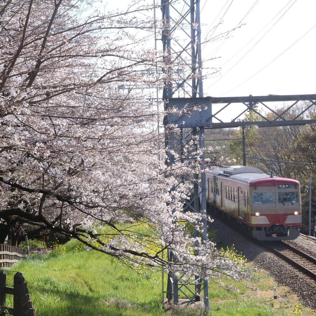 岡安章介さんのインスタグラム写真 - (岡安章介Instagram)「撮り鉄。暖かくて気持ちよかったす。 #西武多摩川線#門型鉄塔と桜と101系」4月7日 8時47分 - naname45okayasuakiyoshi