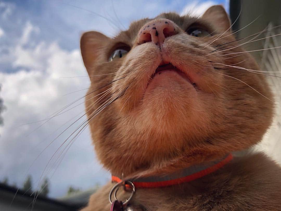 Snorri Sturlusonさんのインスタグラム写真 - (Snorri SturlusonInstagram)「My view. Birdwatching in the yard. #snorrithecat #kittyklepto #catsofinstagram #cats #catburglar」4月7日 8時57分 - snorrithecat