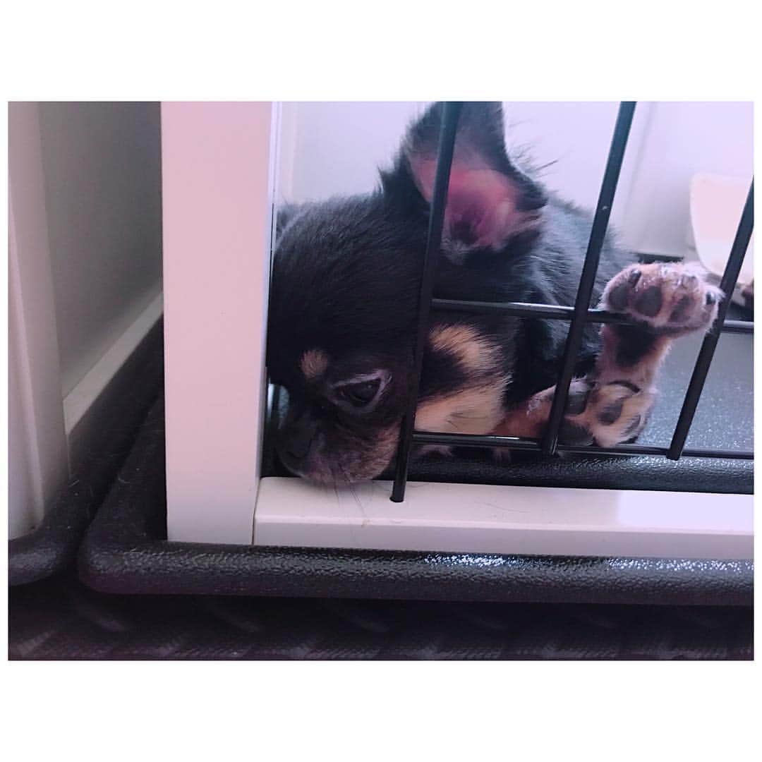 有明ゆなさんのインスタグラム写真 - (有明ゆなInstagram)「肉球みえてるー！！！ . . . . #愛犬 #ちわわ #ちわわ親バカ部 #ちわわ大好き #ちわわちゃん #ちわわせ #ちわわ部 #チワワ #チワワちゃん #チワワ大好き #チワワ画像 #ちわすたぐらむ #dog #dogstagram #instadog #ぶちゃかわ #ぶちゃいく #ぶちゃ」4月7日 8時54分 - ariake_yuna