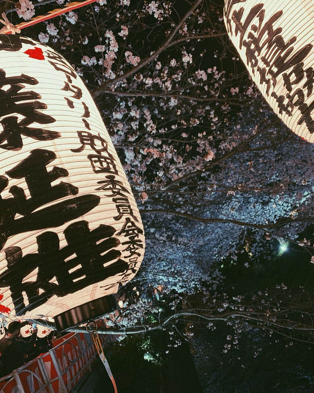 齋藤美波さんのインスタグラム写真 - (齋藤美波Instagram)「🌸🌙🏮 #夜桜 今年は花見する予定なかったけど 急遽出来て嬉しい♥️ 初めて来た渋田川の桜道。 綺麗だった〜 ・ 今日は昼桜🌸🌞🍺 女子力の高い友達のお弁当に 並べるの恥ずかしい程 ふっつーのお弁当を、作っている。笑 盛り付けのセンスない🤪 #料理上手になりたい ・ ・ #花見#桜#日本の象徴#桜道#平塚#湘南#夜桜#ライトアップ#親子#息子達#男の子ママ#2歳差育児#昼桜#お弁当作り#湘南ママ#cherryblossom#spring#nightcherryblossom#beautiful#2boys#family#cute」4月7日 8時59分 - saito373minami