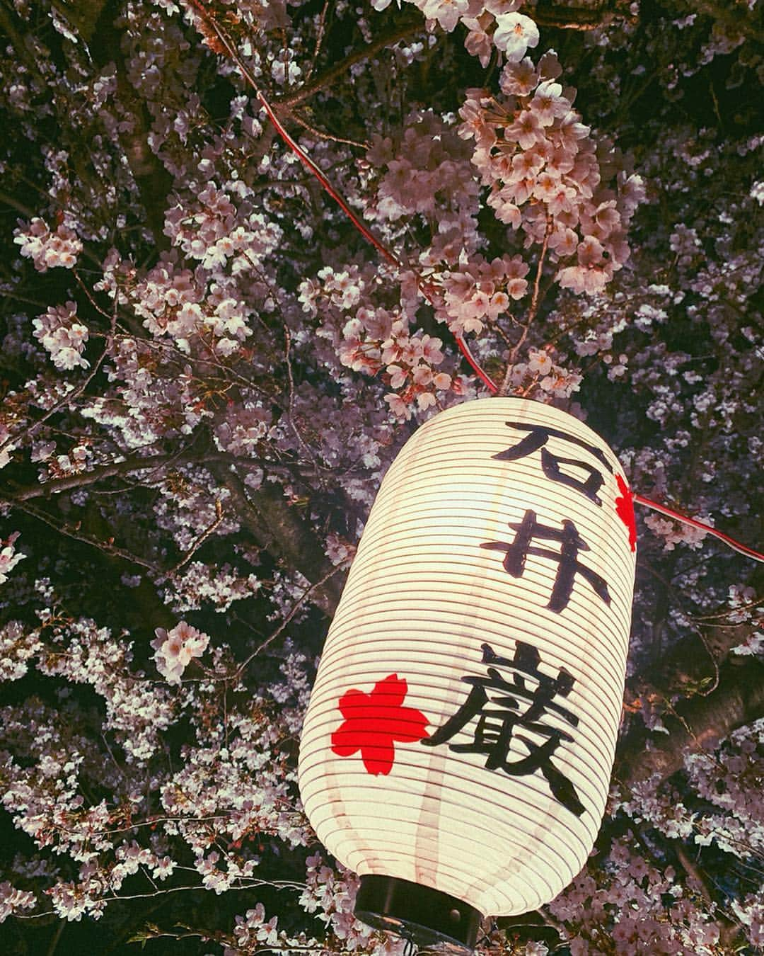 齋藤美波さんのインスタグラム写真 - (齋藤美波Instagram)「🌸🌙🏮 #夜桜 今年は花見する予定なかったけど 急遽出来て嬉しい♥️ 初めて来た渋田川の桜道。 綺麗だった〜 ・ 今日は昼桜🌸🌞🍺 女子力の高い友達のお弁当に 並べるの恥ずかしい程 ふっつーのお弁当を、作っている。笑 盛り付けのセンスない🤪 #料理上手になりたい ・ ・ #花見#桜#日本の象徴#桜道#平塚#湘南#夜桜#ライトアップ#親子#息子達#男の子ママ#2歳差育児#昼桜#お弁当作り#湘南ママ#cherryblossom#spring#nightcherryblossom#beautiful#2boys#family#cute」4月7日 8時59分 - saito373minami