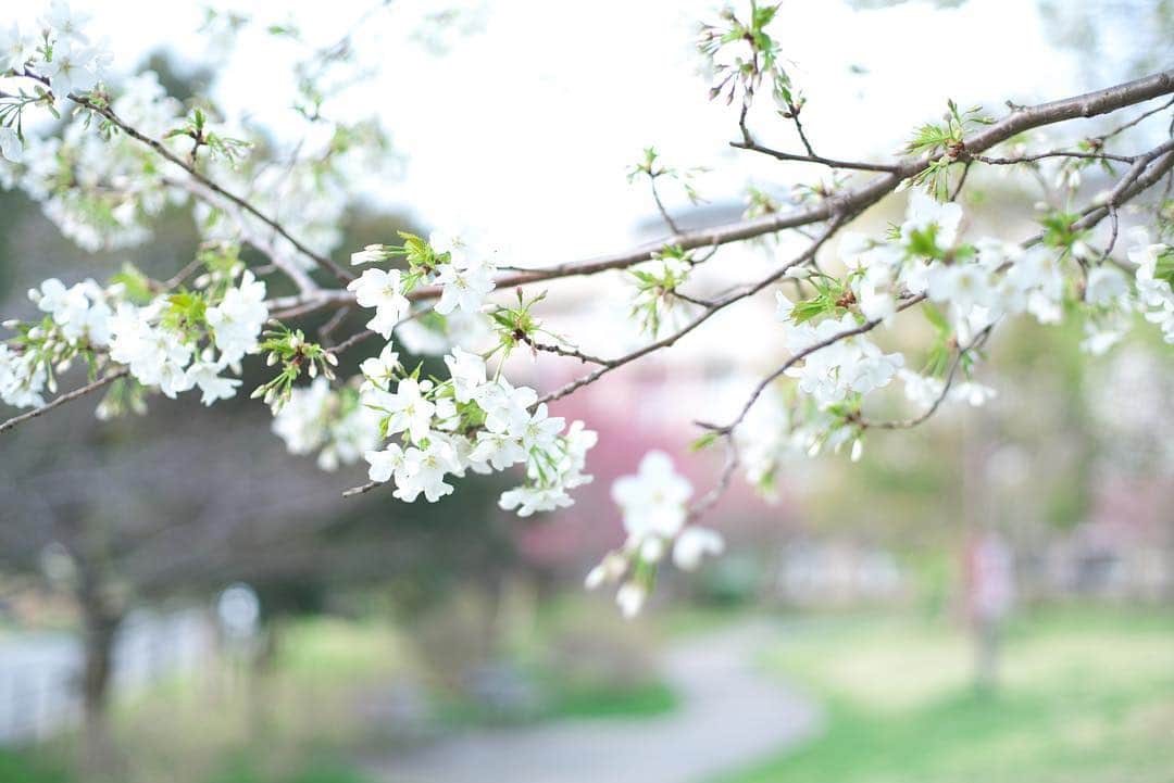 kiccyomuさんのインスタグラム写真 - (kiccyomuInstagram)「☁️ 2019.04.07 Sun * ご近所の公園… いろんな#桜 が咲いてます🌸 向こうはケアセンターで 桜が楽しめて羨ましい☺️ * 今日ものんびり、元気に🤗 * location #千葉 撮影 3月28日」4月7日 9時13分 - kiccyomu