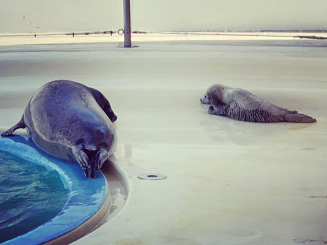 大鶴義丹さんのインスタグラム写真 - (大鶴義丹Instagram)「大分県、うみたまご水族館、街ブラロケをしていました。ポカポカでしたよ！アザラシの赤ちゃんが生まれたばかり。」4月7日 9時16分 - gitan.ohtsuru