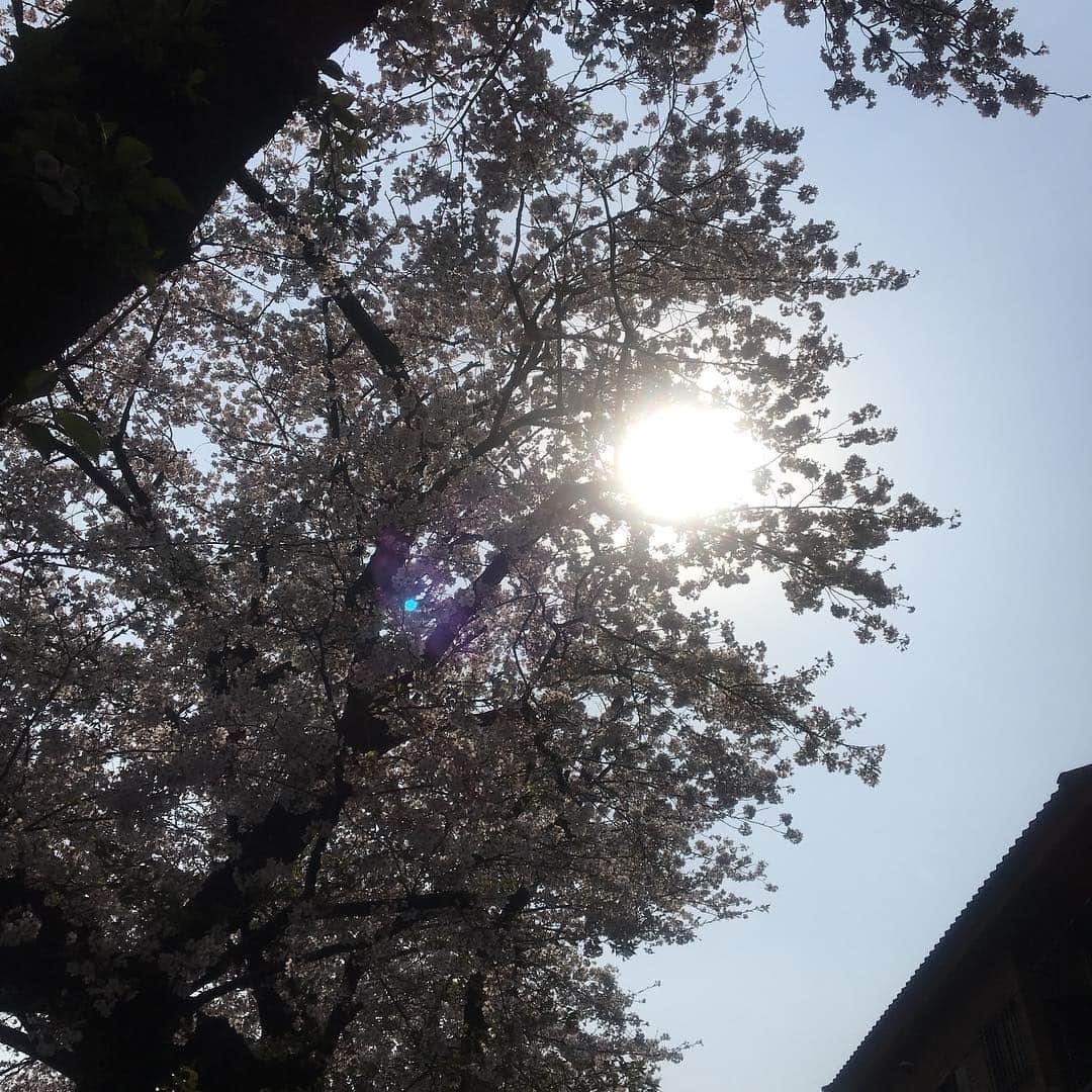 笑顔をリフォームする@健康小顔職人さんのインスタグラム写真 - (笑顔をリフォームする@健康小顔職人Instagram)「． 青のオーブは癒しのエネルギーです。桜から癒しのエネルギーが出ているということです。 ． 桜の下でいると気持ち良いのはそのためです。 ． 桜は自分が生きるために花を咲かせます。私達を喜ばせようと思って咲いていません。皆さんもご自身のエネルギーを輝かせてください。あなたのエネルギーに魅了される方がきっと集まって来ることでしょう！ ． 桜が満開の素敵な時期です。沢山桜に癒されてくださいね。 ． ちなみに画像は今朝出勤途中、私が何気なく撮った画像です。桜を見たり近くにいると癒される理由がこの一枚で分かる画像です😊 ． ． 今日も皆様にとって笑顔溢れる一日となりますように✨ ． ． 🧡顔のコリを感じたら顔の整体「小顔整顔トリートメント」 🧡代謝を上げる「Hot&Coldリンパマッサージ」 ご予約はプロフ🔗→HP→予約サイトからどうぞ！ ． ． ✨マイナスエネルギーをデトックス！ チャクラエネルギーセラピー ※Hペッパー等の予約サイトからは予約できません。ご予約は必ずホームページからお願いします(プロフ🔗) ． ． 🍀リフトアップクリーム&ボタニカルオイル ネットショップにて発売中 https://yushian.thebase.in/ baceアプリ→小顔職人で検索🔍 ． ． #桜 #エネルギー #スピリチュアル #太陽 ． ． #桜から癒しのエネルギーを感じよう #幸せはいつも自分が連れてくる #笑顔は世界を明るくする #皆んなでハッピーになろう #自分を愛そう #幸せ貯金を貯めよう #世界が愛で溢れますように #自然治癒力は素晴らしい  #健康な小顔になろう #体温を上げて代謝を上げよう #心身共に整ってこそ美容 #笑顔をリフォームする小顔職人 #ネットショップでクリーム発売中 #ホットペッパー掲載中 #いつもご覧頂きありがとうございます」4月7日 9時32分 - kogao_shokunin