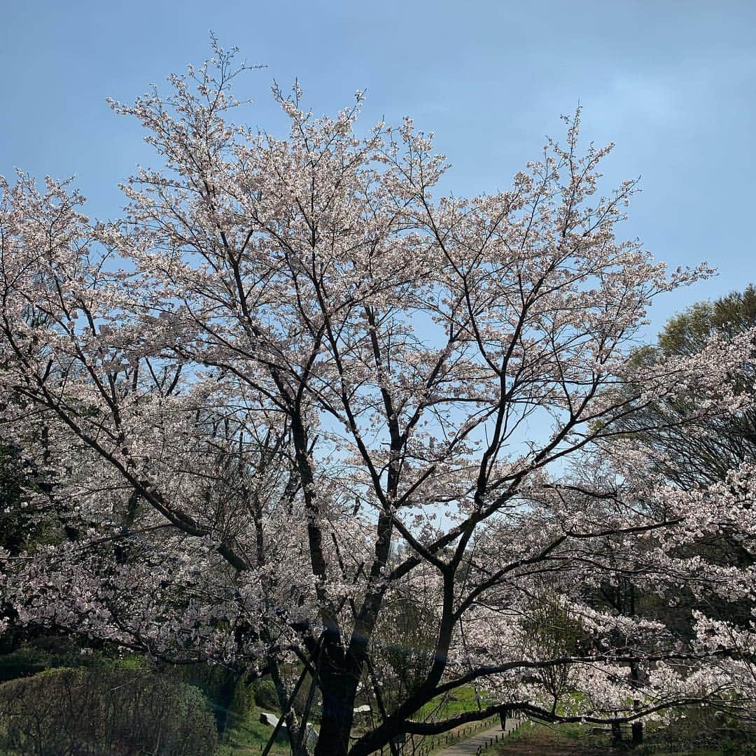 美郷あきさんのインスタグラム写真 - (美郷あきInstagram)「おはようございます🌸 昨日も美しかったサクラ。  春、好きです。 可愛い色がたくさん見られて嬉しいな🌷  昨日今日、入学式の方が多いのかな…。 入学された方、おめでとうございます㊗️💐☺️✨✨ #サクラ #桜 #🌸 #チューリップ #🌷#茨城県 #カラフル #春 #春好き #花粉がなければ 良いですね。 #入学 された方 #おめでとうございます #㊗️ #出会い #スタート #期待と不安 #新しい気持ち #美郷あき #私も #デビュー #15周年 で #新しい気持ち #踏み出す #勇気 #進む #ステップ #👣」4月7日 9時25分 - misatoaki