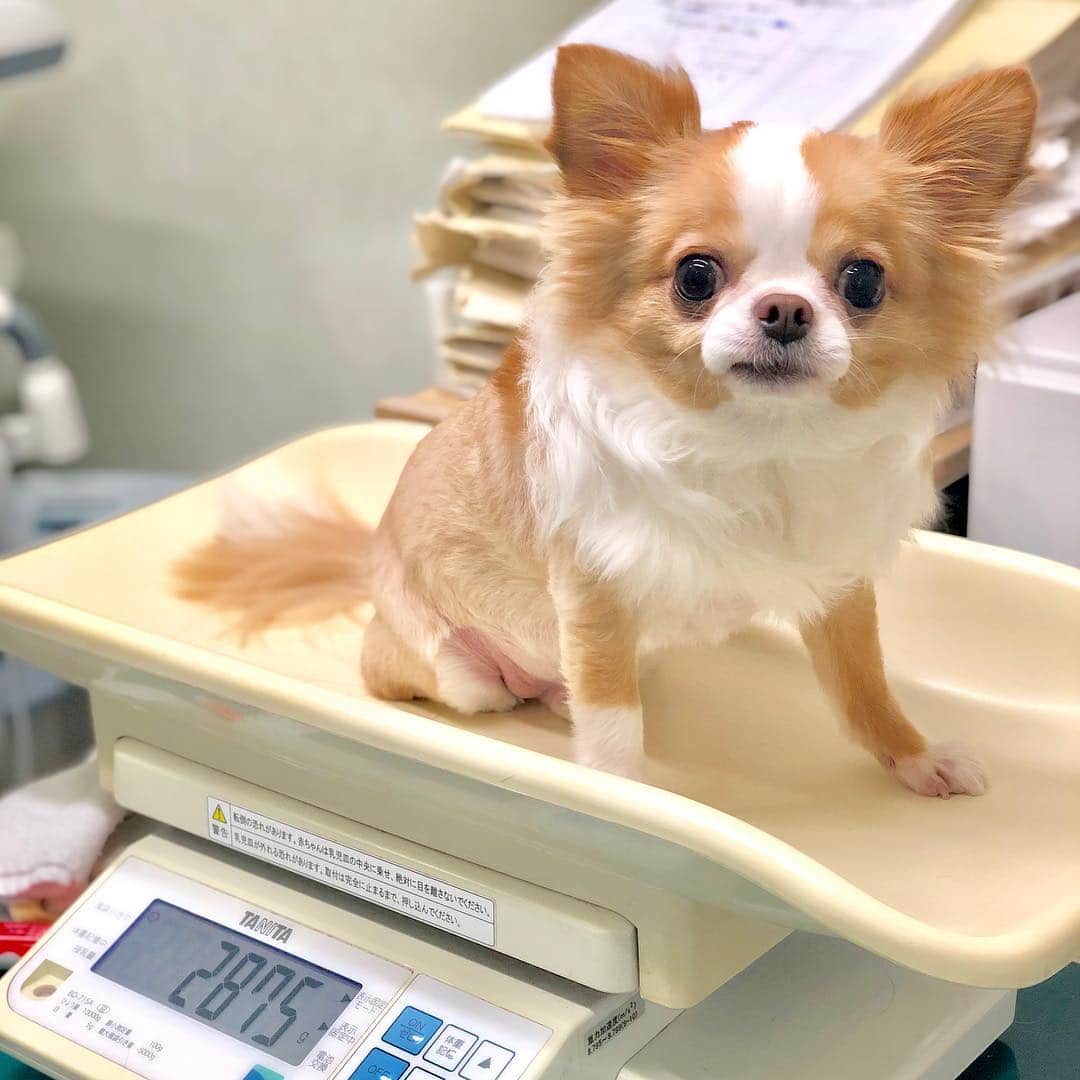 玉ねぎ戦士さんのインスタグラム写真 - (玉ねぎ戦士Instagram)「今回も異常無しでしゅ🏥✨ やはり少し痩せましょうとのこと。 ・ ・ ・ #病院 #teamhope #健診 #眉毛犬」4月7日 9時25分 - licca_tarao_0311