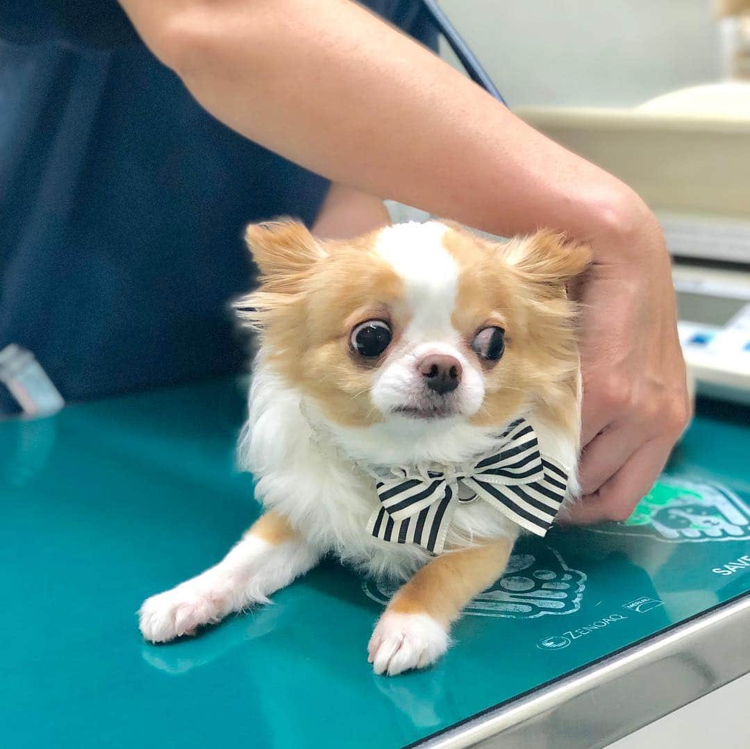 玉ねぎ戦士さんのインスタグラム写真 - (玉ねぎ戦士Instagram)「今回も異常無しでしゅ🏥✨ やはり少し痩せましょうとのこと。 ・ ・ ・ #病院 #teamhope #健診 #眉毛犬」4月7日 9時25分 - licca_tarao_0311