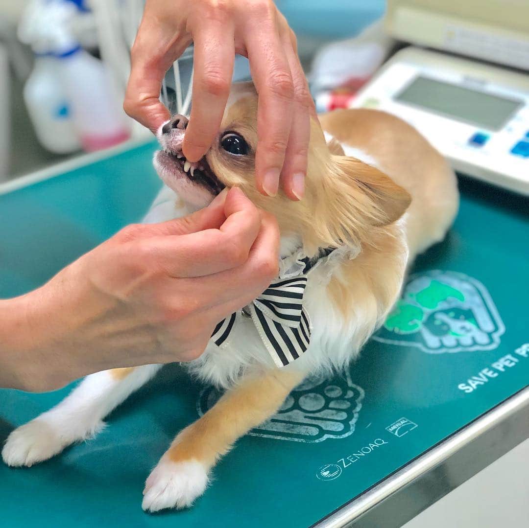 玉ねぎ戦士さんのインスタグラム写真 - (玉ねぎ戦士Instagram)「今回も異常無しでしゅ🏥✨ やはり少し痩せましょうとのこと。 ・ ・ ・ #病院 #teamhope #健診 #眉毛犬」4月7日 9時25分 - licca_tarao_0311