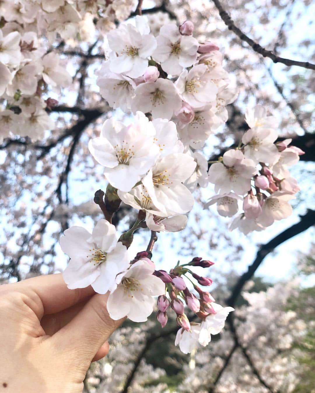 青木育日さんのインスタグラム写真 - (青木育日Instagram)「良い日曜日を♡  #sakura #weekend #cherryblossom#instagood #お花見 #桜 #🌸」4月7日 9時27分 - ikuhiaoki