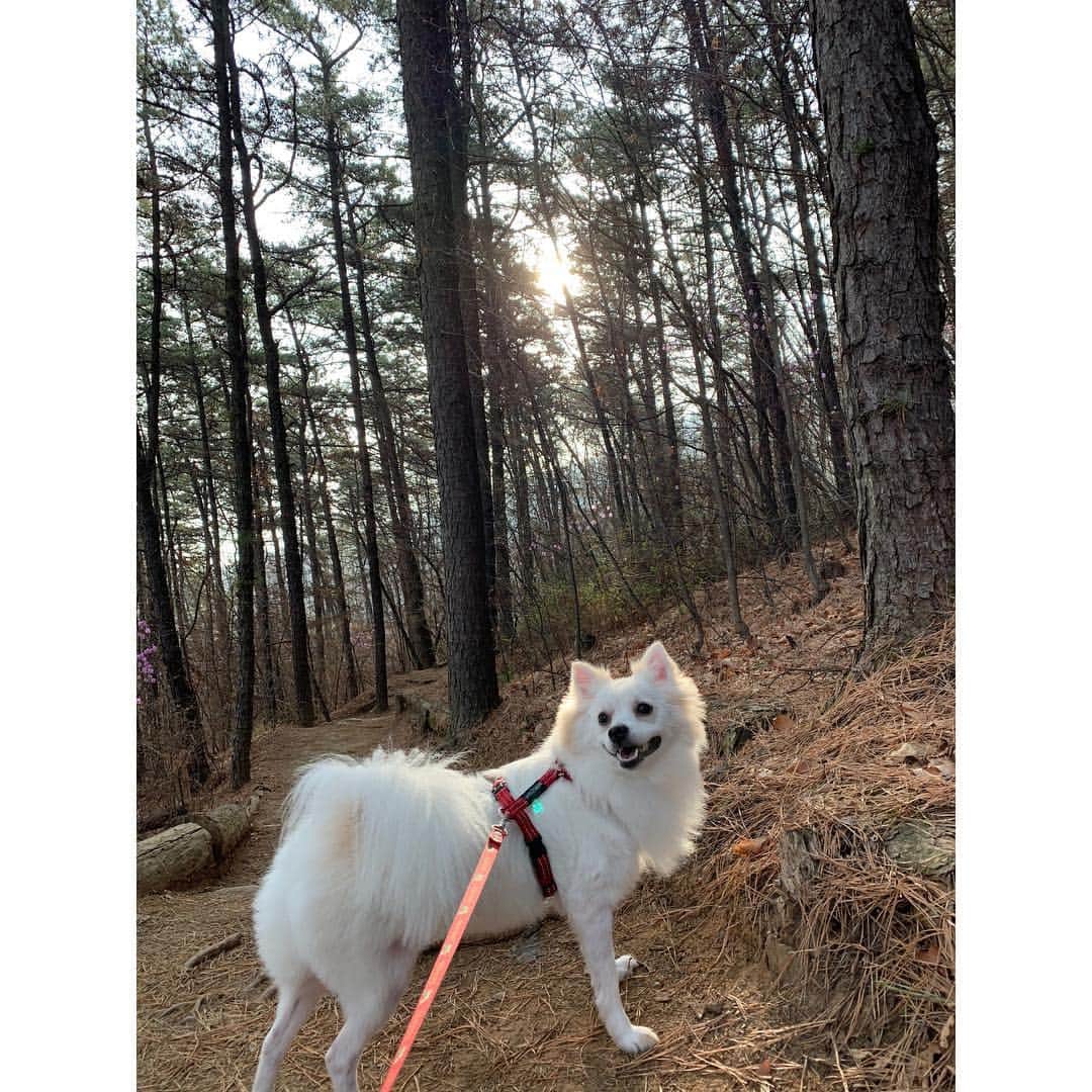 パク・ソダムさんのインスタグラム写真 - (パク・ソダムInstagram)「오늘도 너와 함께🐶 건강한 하루 되셔요💛」4月7日 9時38分 - imsodamm