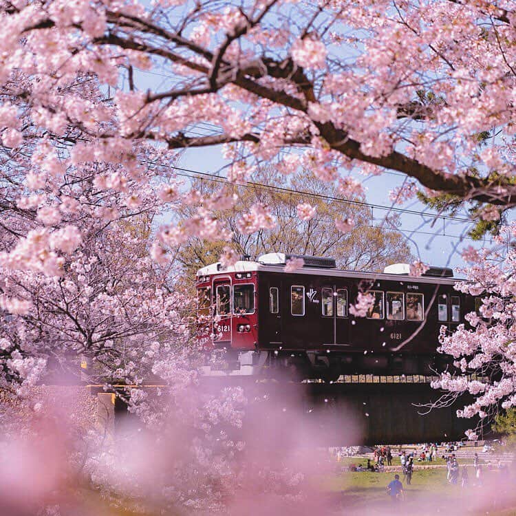 RIKUYAのインスタグラム：「🚃 ㅤ "さくらの名所100選のひとつ" 夙川河川敷緑地はアクセスが非常に良く 駅のホームから多くの桜を見ることが出来ます👀 ㅤ 関西ではこの土日が満開でした🌸 ㅤ #桜 #の #トンネル #最近 #電車 #撮りすぎて #そろそろ #撮り鉄 #花見 #兵庫 #夙川 #桜旅のセカイ #as_桜2019 #Canon #genic_mag #ig_Japan #jp_gallery #icu_japan #jalan_travel #EXPLOREJPN #PHOS_JAPAN  #art_of_japan_ #retrip_nippon #special_spot_  #bestjapanpics #daily_photo_jpn #ig_photosentez #bestphoto_japan #jp_gallery_member #super_japan_channel」