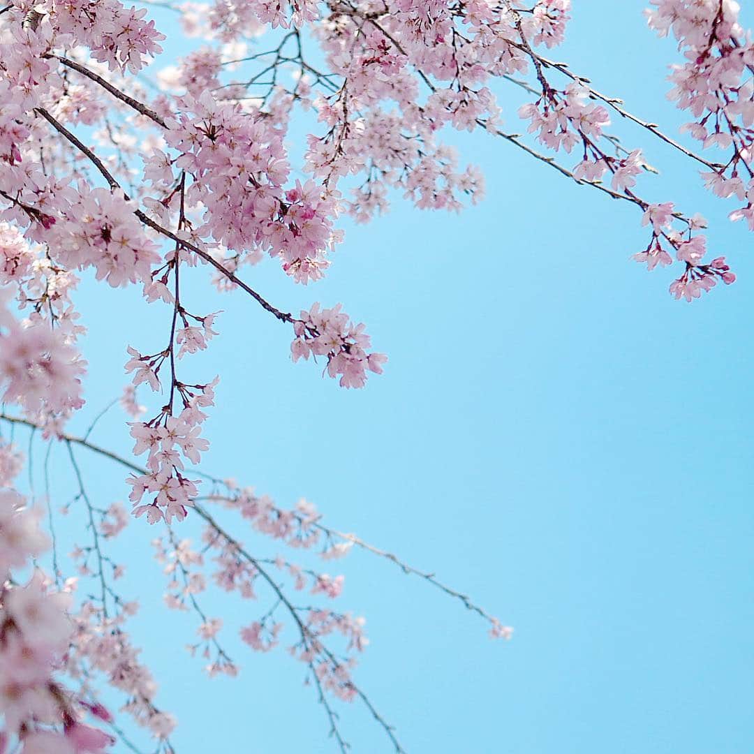 藤田可菜さんのインスタグラム写真 - (藤田可菜Instagram)「☺︎ 花見して 花見して 花見して 春をいっぱい感じた 一週間でした🌸 #明日は雨だね」4月7日 20時31分 - fujikana0219