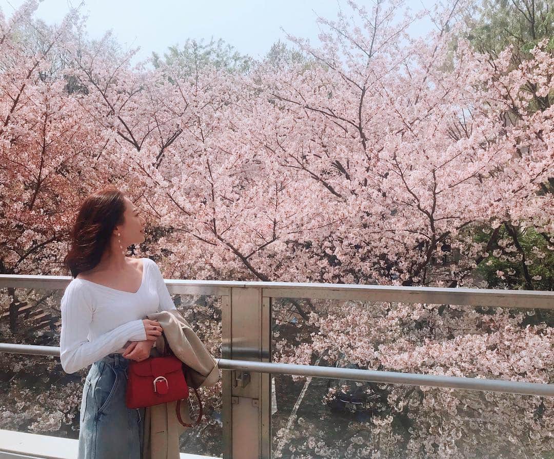 稀鳥まりやさんのインスタグラム写真 - (稀鳥まりやInstagram)「＊ 今年も美しいです🌸 幸せだなぁ。  #桜#cherryblossom」4月7日 20時32分 - mariya_kitori