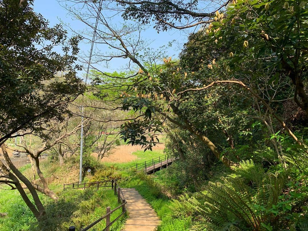 高松いくさんのインスタグラム写真 - (高松いくInstagram)「Supで海から上陸した森の入口。 『小網代の森』  ジュラシックパークに出てきそうな植物がわんさか生えていてワクワクワクワク！  深呼吸せずにはいられない森。  森への上陸の許可を 環境協会の組合長さんから頂いたので、 今日は漁協の会長さんへご挨拶m(_ _)m  そして小網代の森の管理をしている心強い存在関本さんに、森をじっくり案内していただきました。  なんだか新島に帰ってきたような開放感。。。あたたかい人々。。 そして、探検後のオプション施設の方ともお話しさせていただき、、、 更に！！！！！！ なんともビックリビッグなお話を頂ける事になり、もうなんだか怖いぐらいの 皆様のお力添えに、本当に本当に感謝しきれません！！ 楽しみがますますどんどん膨らんだ今日でした😭✨❤️ 1人では本当に成し得ない事だと実感するばかりです！ 本当にありがたい。。m(_ _)m もう帰り道幸せすぎてボケてました🙄✨ #小網代の森  #蛍 も見られる #冒険 #森 #自然 #植物 #海 #上陸 #ジュラシックパーク 好き #sup #cruising #cruise #sea #green #nature #森林浴 #三浦半島 #三崎口 #油壺 #京急 #keikyu #神奈川」4月7日 20時32分 - iku_takamatsu_trip_sup_yoga