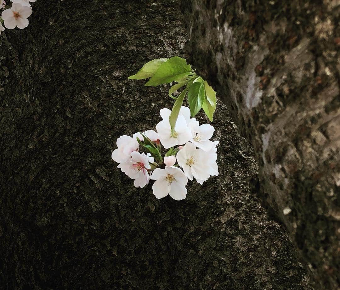 遠山景織子のインスタグラム