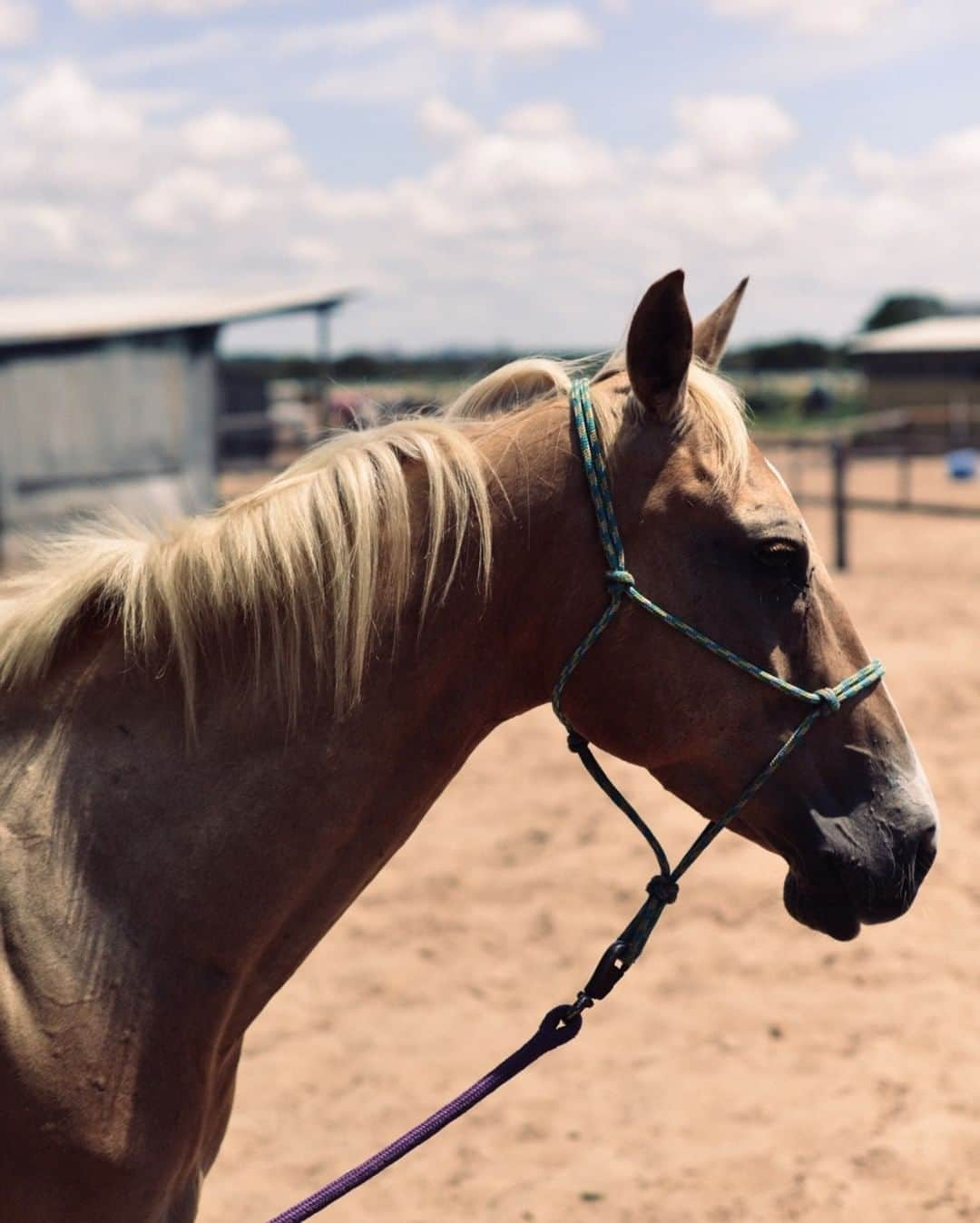 The Horseのインスタグラム