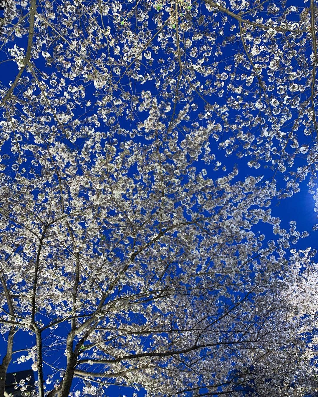 川田御早希さんのインスタグラム写真 - (川田御早希Instagram)「ご褒美桜！ パーソナルトレーニング後の夜桜  #夜桜 #筋トレご褒美  #引き寄せ #上機嫌 #いい気分 #今幸せでいよう #自分褒め #頑張ったね」4月7日 19時02分 - misaki_kawada