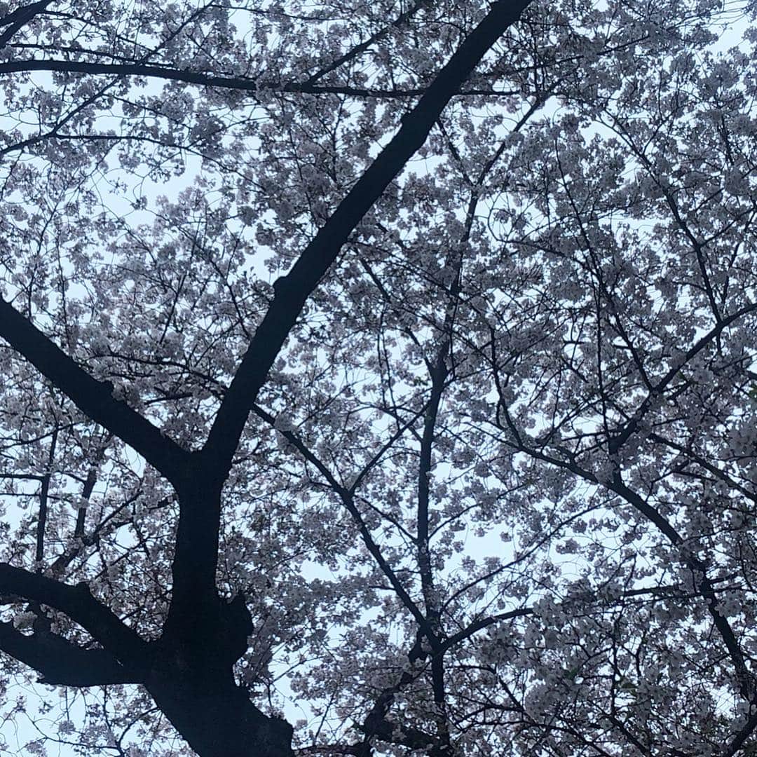 神谷由香さんのインスタグラム写真 - (神谷由香Instagram)「🌸🌸🌸 . .  花より団子🍡だけど、 大人になってから昔より ずっと桜を楽しめるように（今更）  今年の桜は長く楽しめたけど、 咲くまでは待ち遠しくて、 咲いてからあっと言う間に散っちゃう、、😢 儚い、、😢 . 私は散り時、暖かい風がふぁーって吹いた時の 桜吹雪が大好き🌸  初めてストリーマコーヒー飲んでたらストリーマコーヒーの🏮の下でとってた😂📸(笑) .  #桜 #中目黒 #ストリーマコーヒー #streamercoffee #cherryblossom #目黒川」4月7日 19時02分 - kamiya_yuka_