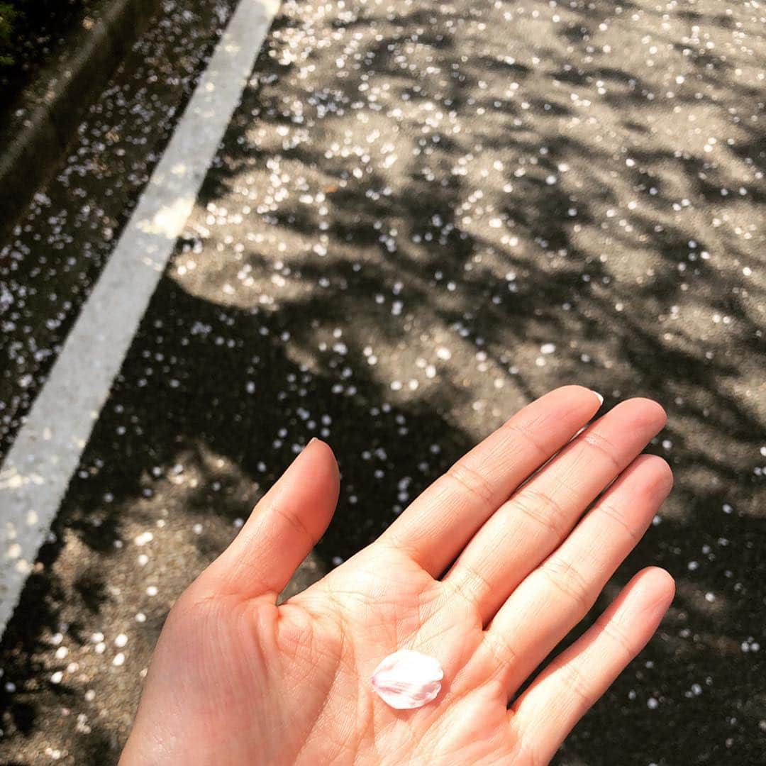 神谷由香さんのインスタグラム写真 - (神谷由香Instagram)「🌸🌸🌸 . .  花より団子🍡だけど、 大人になってから昔より ずっと桜を楽しめるように（今更）  今年の桜は長く楽しめたけど、 咲くまでは待ち遠しくて、 咲いてからあっと言う間に散っちゃう、、😢 儚い、、😢 . 私は散り時、暖かい風がふぁーって吹いた時の 桜吹雪が大好き🌸  初めてストリーマコーヒー飲んでたらストリーマコーヒーの🏮の下でとってた😂📸(笑) .  #桜 #中目黒 #ストリーマコーヒー #streamercoffee #cherryblossom #目黒川」4月7日 19時02分 - kamiya_yuka_