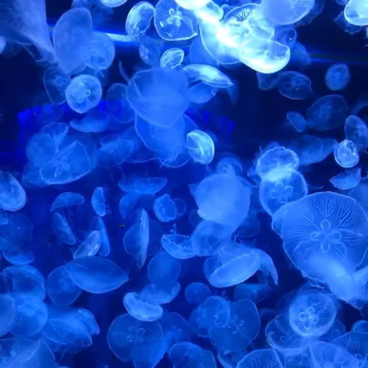 北澤舞悠（まゆちる）のインスタグラム