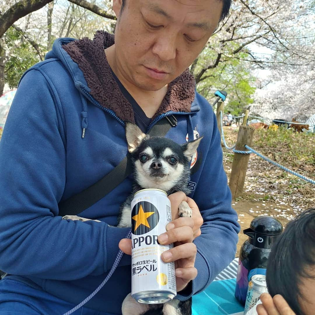 新井義幸さんのインスタグラム写真 - (新井義幸Instagram)「近所で花見。 めちゃくちゃ綺麗でした。 #仮面ライダー555 の #クロコダイルオルフェノク みたいに飼い犬のチワワにビールを飲ませようとしているジジィ。」4月7日 19時17分 - araipatiino