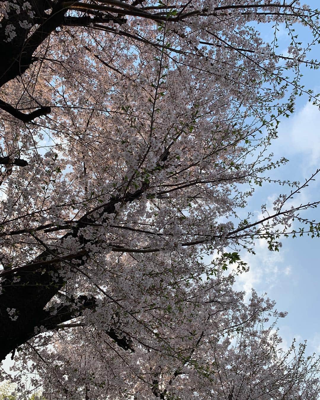 佐藤のぞみさんのインスタグラム写真 - (佐藤のぞみInstagram)「ここ最近は関東で⛳️ ラウンド中も桜が満開でお花見気分🌸✨🍡😚🎵 #桜 #この季節好き #春 #golf #japan」4月7日 19時25分 - satonozomi1028
