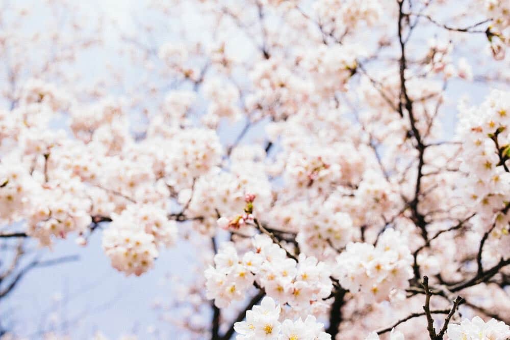 オブレクトさんのインスタグラム写真 - (オブレクトInstagram)「proof of Spring.  ________________________  #cherryblossom #sakura #flower #spring #langholmen #sweden #sverige #schweden #visitsweden #swedenimages #sweden_photolovers #scandinavia #lensculture #atlantis #transit #landscapephotography #landscape_captures #travelawesome #lifeofadventure #wanderlust #worldcaptures #unsplash #oblekt #alrightwithyou #fineandeasywear」4月7日 19時19分 - oblekt_jp