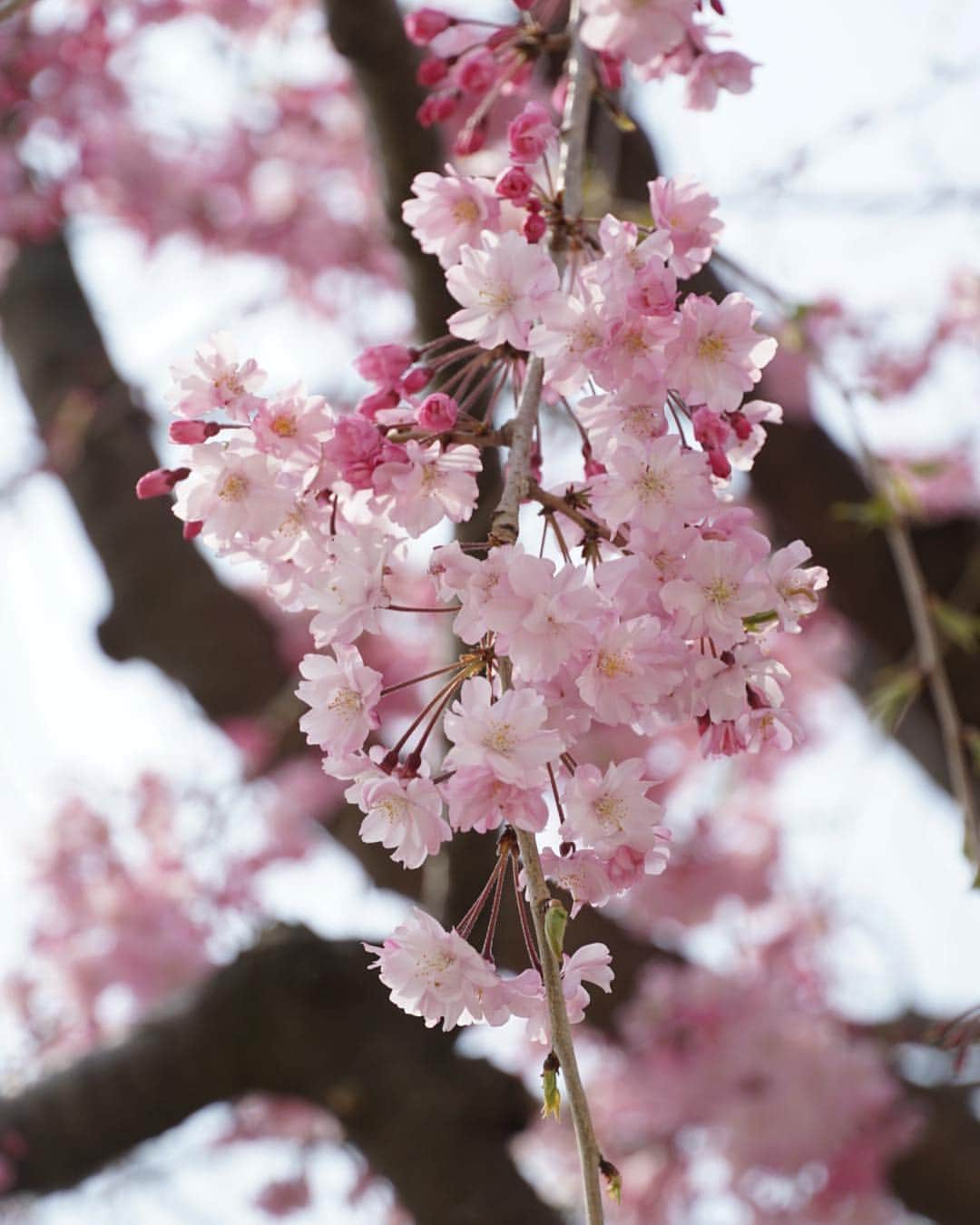 みかんさんのインスタグラム写真 - (みかんInstagram)「. 選挙で行った小学校の校庭の桜🌸 明日は入学式。 桜がまだ咲いていて良かったね。 . #しだれ桜  #mikanmamahana」4月7日 19時23分 - aja.ri