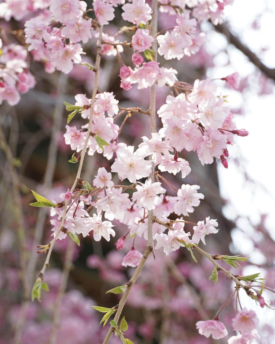 みかんさんのインスタグラム写真 - (みかんInstagram)「. 選挙で行った小学校の校庭の桜🌸 明日は入学式。 桜がまだ咲いていて良かったね。 . #しだれ桜  #mikanmamahana」4月7日 19時23分 - aja.ri