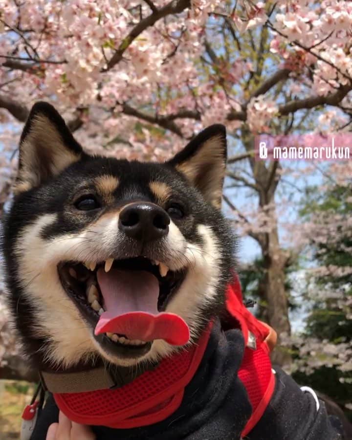 まめ丸のインスタグラム：「* * 今日はあったかくて お花見びより🌸だったねー🐶💓 ぼくもお花見してきたよ🌸🌸🌸 * cherryblossom🐶🌸🌸🌸 * #リュックにおやついれてったの🍙 #お花見たのしかった🐶💓 * #柴犬#豆柴#柴#黒柴#黒豆柴#犬#しばいぬ#shiba#shibainu#shibastagram#shibadog#shibapuppy#puppy#instadog#dogstagram#dog#pet#petstagram#adorable#cute#ig_dog#worldofcutepets#dailyfluff#weeklyfluff#cherryblossom#sakura#桜#まめ丸と桜」