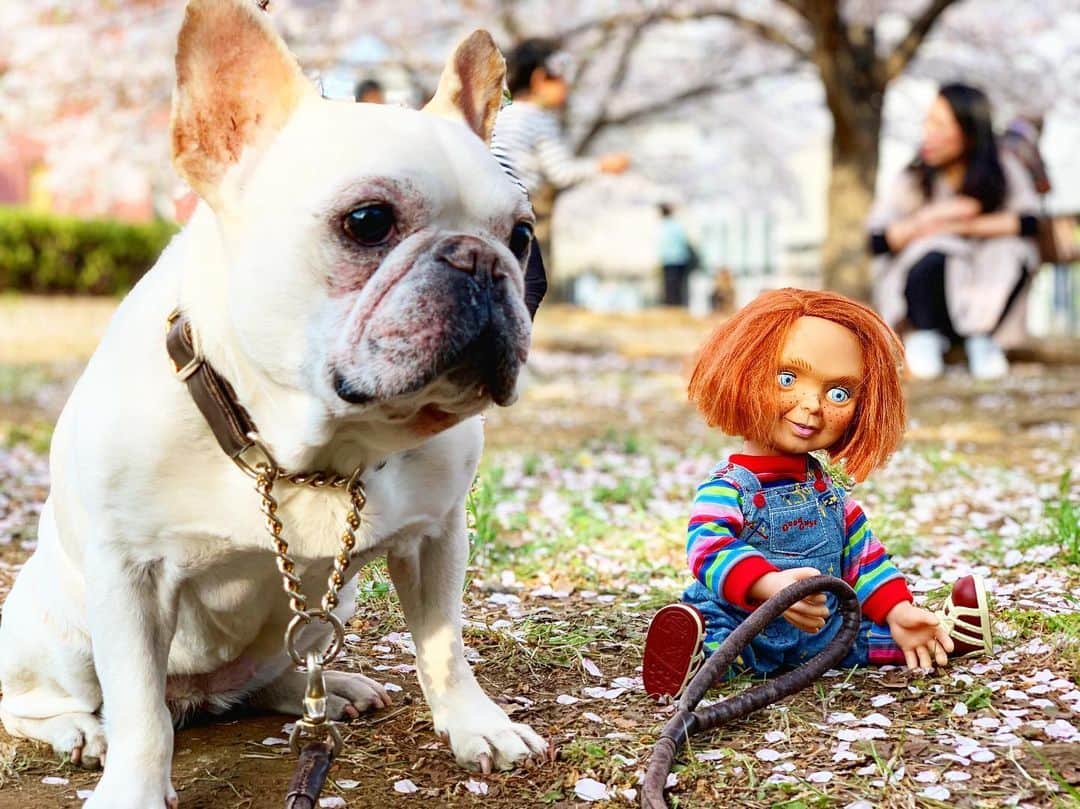 川原亜矢子のインスタグラム：「🍒Cherry-blossam viewing 🍒 お花見 #cherryblossoms #walk #friend #childsplay #chucky #date #frenchbulldog #桜 #散歩 #チャイルドプレイ #チャッキー #デート #フレブル」