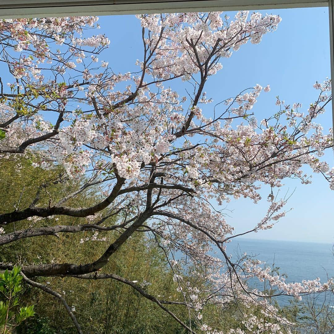 梅宮アンナさんのインスタグラム写真 - (梅宮アンナInstagram)「桜🌸  常に父はキッチンに立っております😊 このお寝巻きいつも着ている😅 湯河原にある居酒屋さん🏮 にのみやは、凄い品数である🤩🤩焼きそばUFO私はお気に入り🥰 #湯河原 #居酒屋にのみや #にのみや焼きそばufo#真鶴桜#イカ焼き」4月7日 19時34分 - annaumemiya