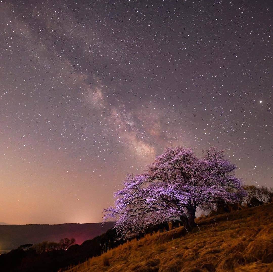 花の写真館のインスタグラム：「Photo by @kaaazuhiro.⠀ https://instagram.com/kaaazuhiro/⠀ .⠀ Original Post[投稿頂いたURL]⠀ https://www.instagram.com/p/Bg6FwFBhtes/⠀ .⠀ 本アカウントは、 #私の花の写真 をつけてInstagramに投稿された皆さまの花の写真や、「花の写真館」Facebookページで投稿された花の写真を紹介します。⠀ 「花の写真館」Facebookページは、「 @floral.photograph 」のプロフィールにあるURLからご覧ください。⠀ .⠀ #花の写真館 #floralphotograph #floralphoto #flower #flowers #富士フイルム #FUJIFILM⠀ Follow: @floral.photograph」