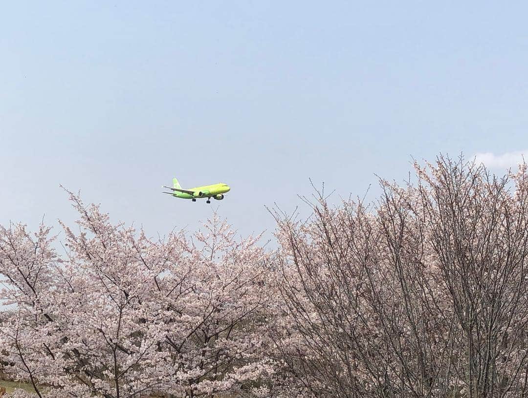 今村涼子さんのインスタグラム写真 - (今村涼子Instagram)「#桜と飛行機 飛行機がけっこう次々来るもんだから、撮るのに夢中になりました。 #2019桜」4月7日 19時36分 - ryoko.imamu