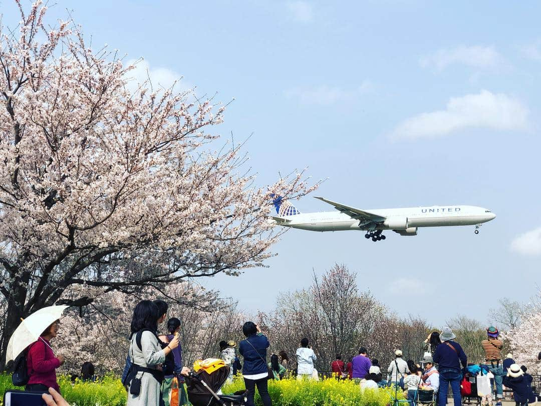 今村涼子さんのインスタグラム写真 - (今村涼子Instagram)「#桜と飛行機 飛行機がけっこう次々来るもんだから、撮るのに夢中になりました。 #2019桜」4月7日 19時36分 - ryoko.imamu