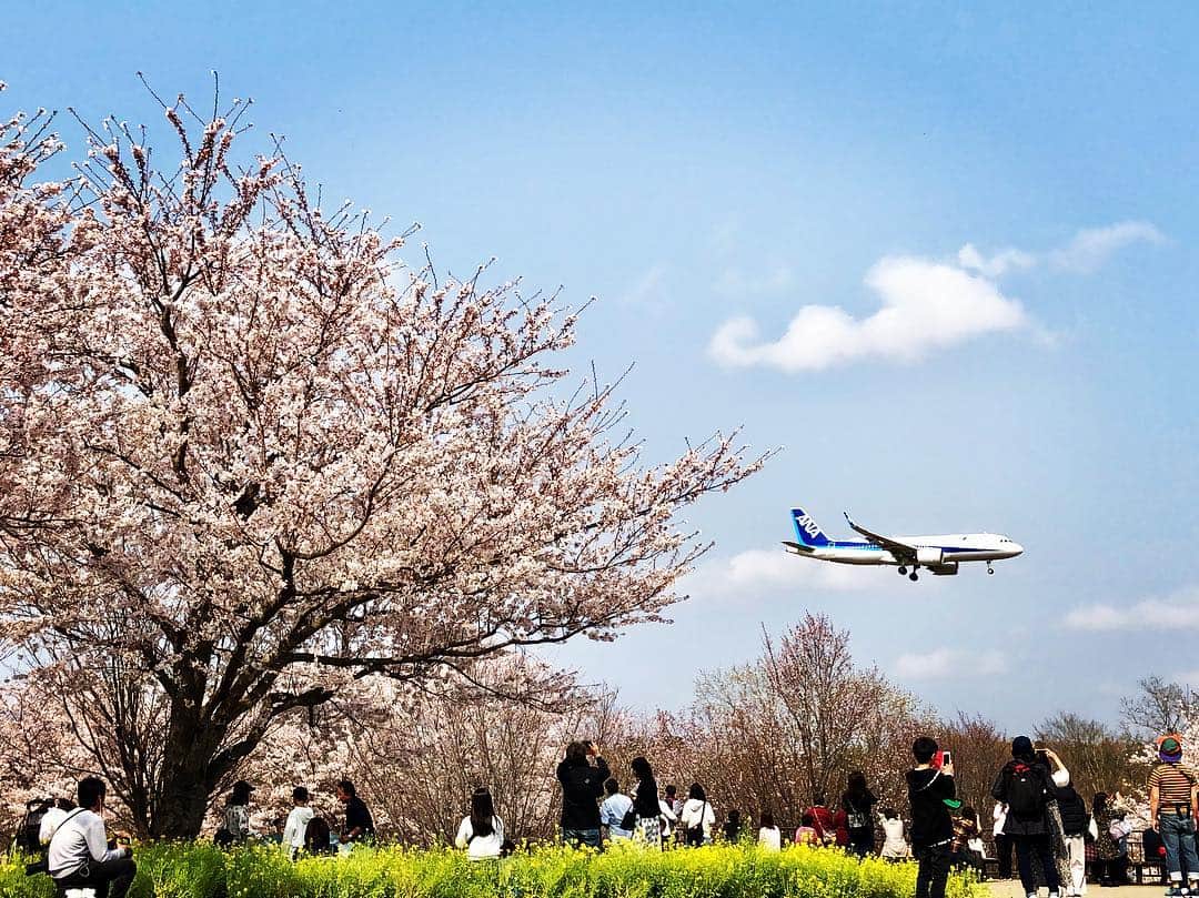 今村涼子さんのインスタグラム写真 - (今村涼子Instagram)「#桜と飛行機 飛行機がけっこう次々来るもんだから、撮るのに夢中になりました。 #2019桜」4月7日 19時36分 - ryoko.imamu
