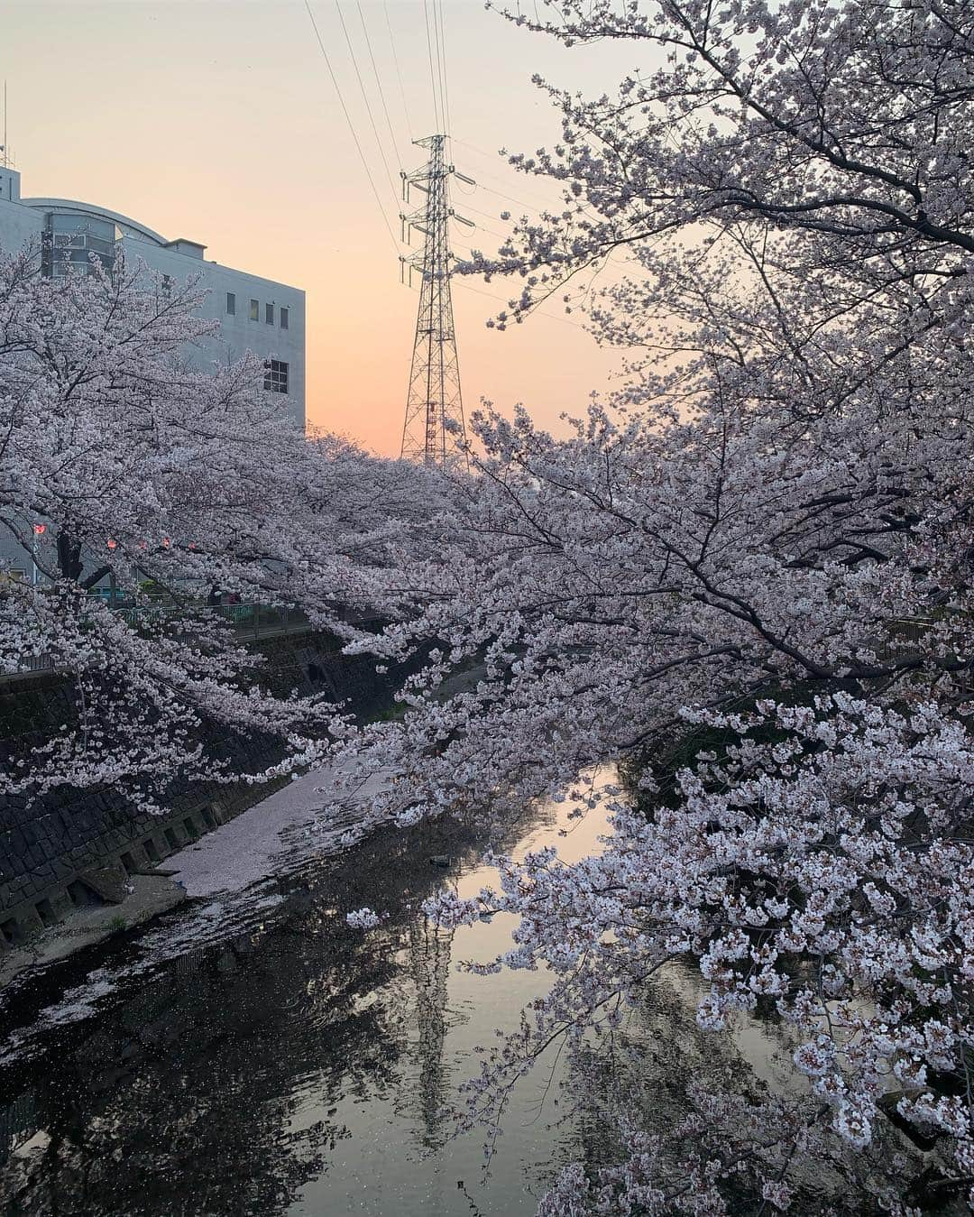 鈴木ゆうかさんのインスタグラム写真 - (鈴木ゆうかInstagram)「. . 地元にて🌸 夕焼けと桜最高でした . うぃず @perogramm 💞 #桜 #お花見 #平成最後」4月7日 19時36分 - yuu_pl