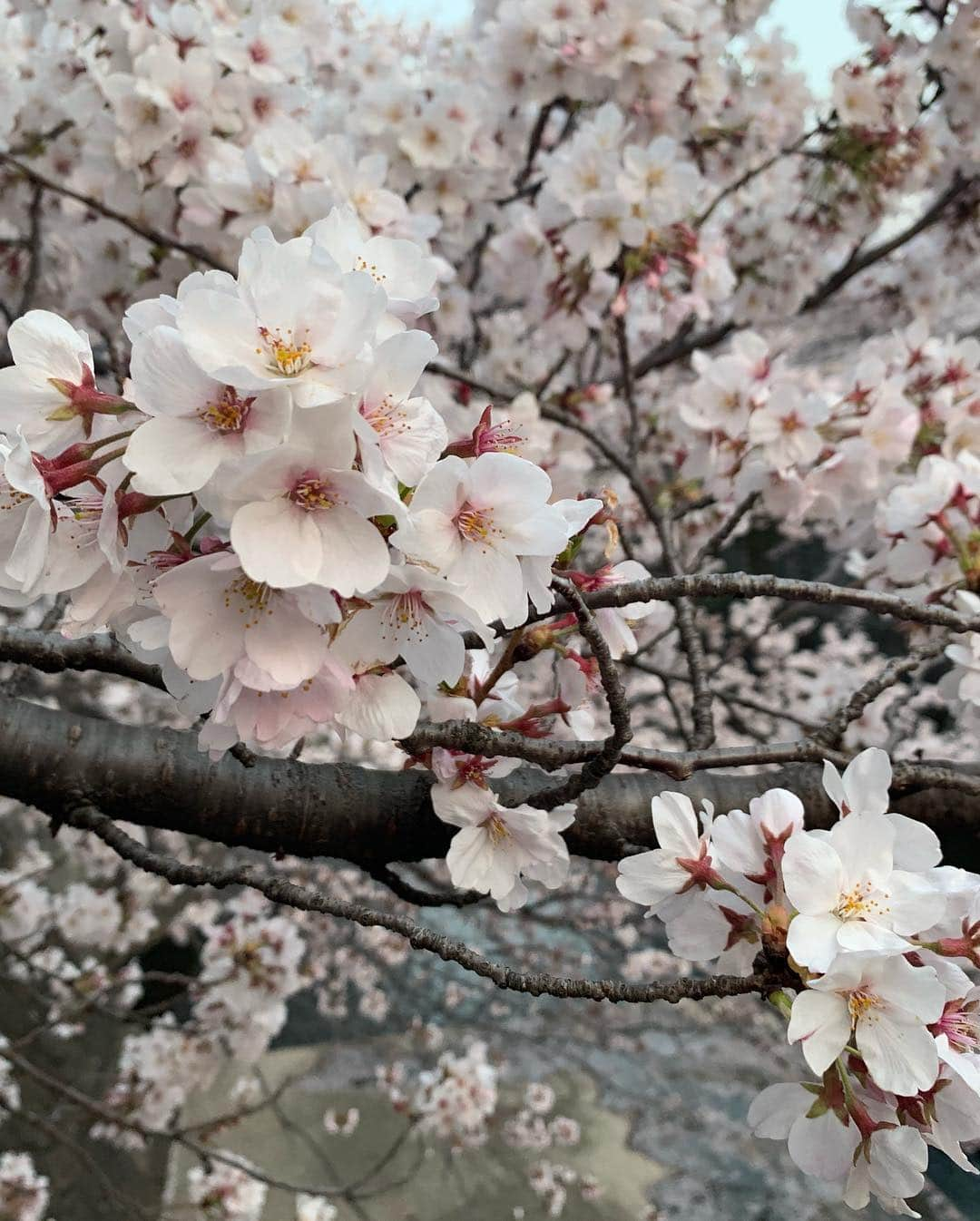 鈴木ゆうかさんのインスタグラム写真 - (鈴木ゆうかInstagram)「. . 地元にて🌸 夕焼けと桜最高でした . うぃず @perogramm 💞 #桜 #お花見 #平成最後」4月7日 19時36分 - yuu_pl