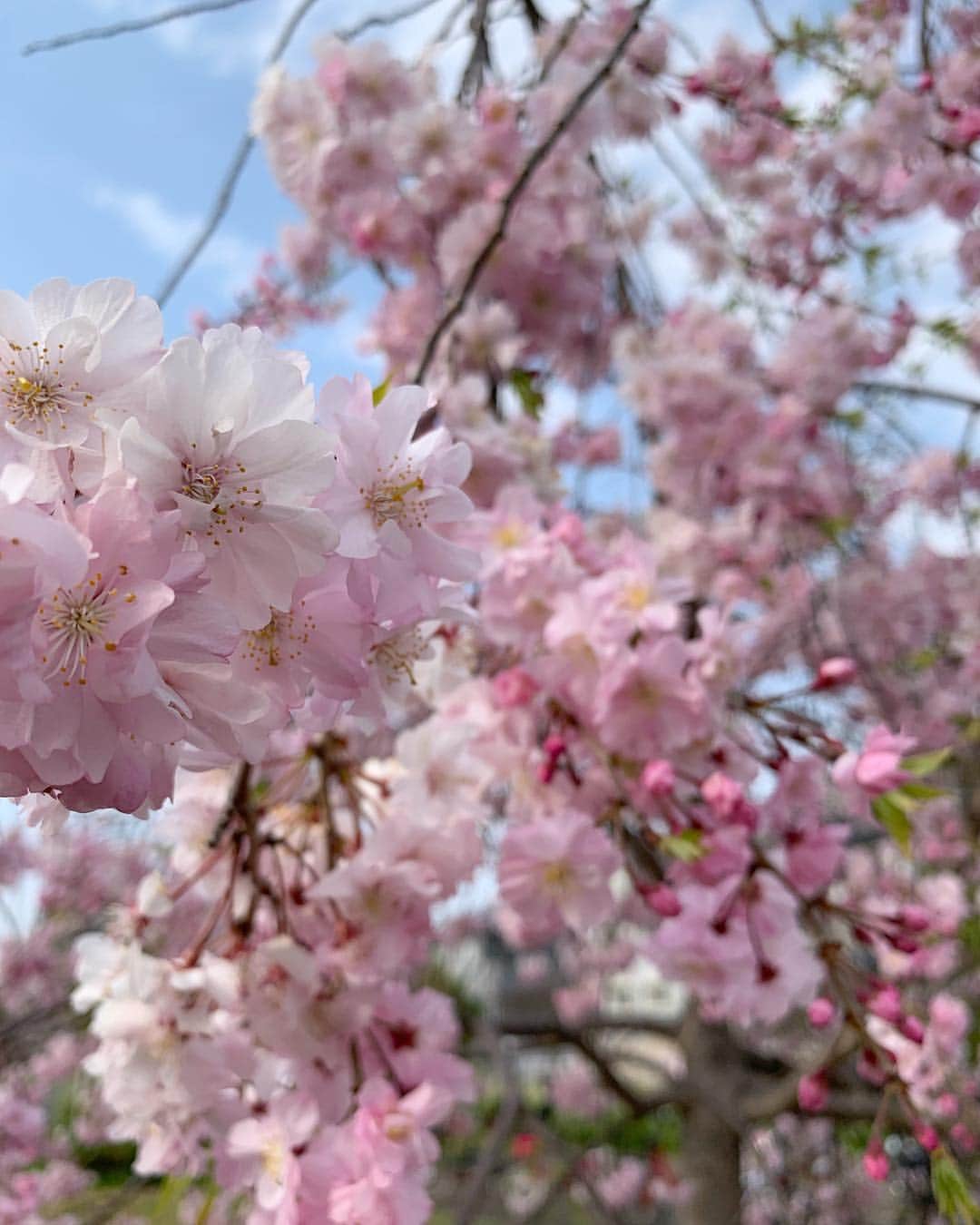 natsumi ♥︎さんのインスタグラム写真 - (natsumi ♥︎Instagram)「2019/04/07 . . 今日は近所の公園へ。 ただ遊びに来ただけだけど、ここも桜が綺麗だったのでまたお花見🌸 . 久しぶりに体を動かして、 陽射し浴びて疲れたー💦 . . Tシャツ➞#ungrid @ungrid_official デニム➞#gu @gu_global ミリタリー➞#titivate @titivatejp バッグ➞#thenorthface @thenorthfacejp . 展示会でオーダーしていたイーグルビッグルーズTee🦅 オーバーサイズだからレギンス合わせも可愛いかも❤️ . .」4月7日 19時37分 - natsu420