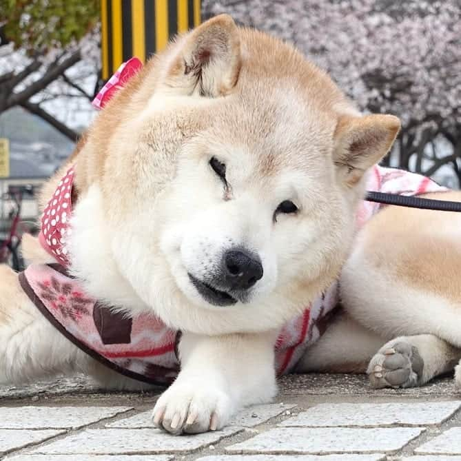 柴子さんのインスタグラム写真 - (柴子Instagram)「柴子(仮名)さん、今年も桜と一緒に写真撮れました(*´ω｀*) #柴犬　#shibainu #shibastagram  #桜　#サクラ　#秘密結社老犬倶楽部」4月7日 19時41分 - senogawadogs