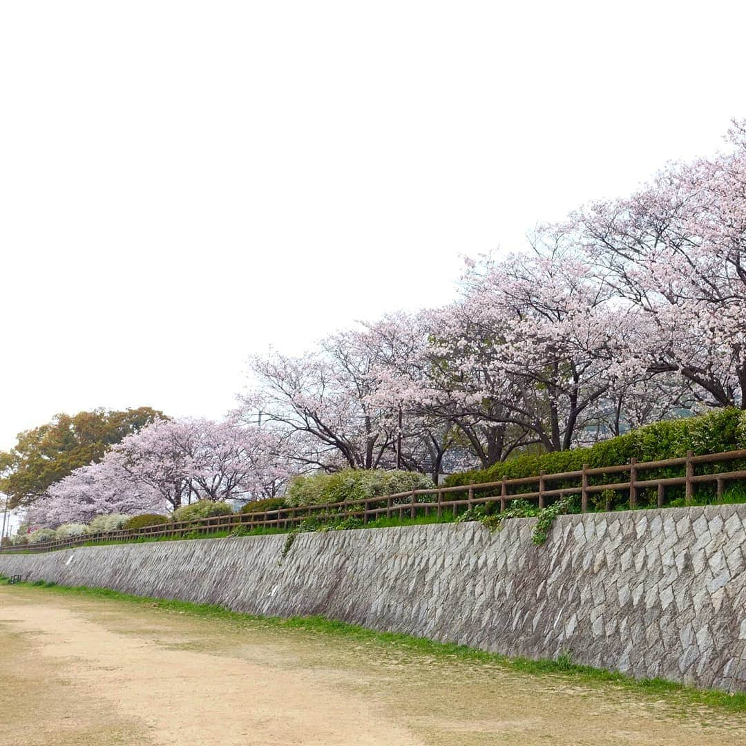 柴子さんのインスタグラム写真 - (柴子Instagram)「柴子(仮名)さん、今年も桜と一緒に写真撮れました(*´ω｀*) #柴犬　#shibainu #shibastagram  #桜　#サクラ　#秘密結社老犬倶楽部」4月7日 19時41分 - senogawadogs