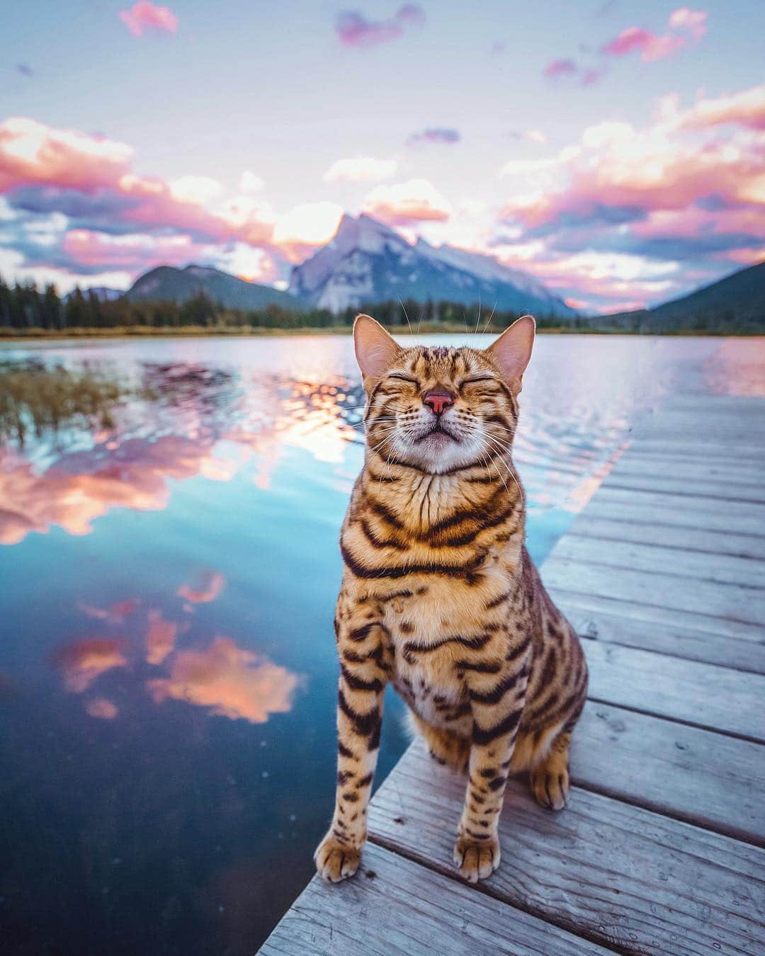 Cute Pets Dogs Catsさんのインスタグラム写真 - (Cute Pets Dogs CatsInstagram)「Blink 😽 From @sukiicat  #kitty #cats #kitten #kittens #kedi #katze #แมว #猫 #ねこ #ネコ #貓 #고양이 #Кот #котэ #котик #кошка #cat #cats #catofinstagram #catoftheday #catlover #catsagram #catlovers #cat_features #catlady #catlife #catlove #catsgram #cutecat」4月7日 19時45分 - dailycatclub