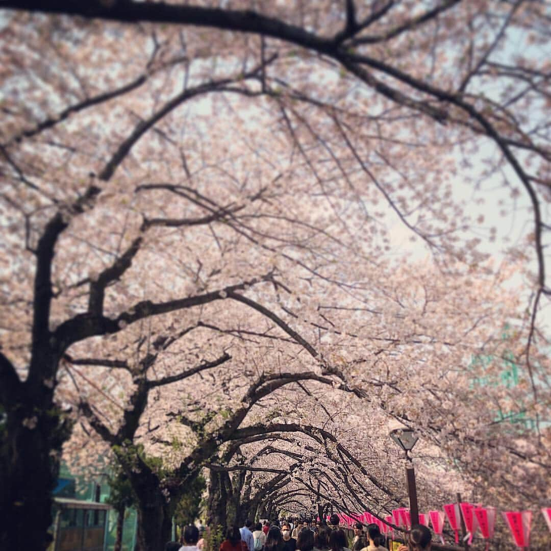 まゆみのインスタグラム：「今日は超満開🌸😲 . 桜まつりのハシゴ 四月1週目。毎年出張で行けなかった桜まつりですが、今年は初めて行けた🥰🌸💕 お天気良くて最高☀️ . 人も多かったけど大満足🥳🥳 . . ライブ、一生懸命さに感動🥺 🌸 🌸 🌸 . .  #目黒川 #週末 #今日は満開 #目黒川の桜 #かむろ坂の桜  #お天気最高#散歩道 #桜まつり  #桜トンネル #目黒川沿い桜並木  #大満足 #祭りのハシゴ #桜舞い散る」