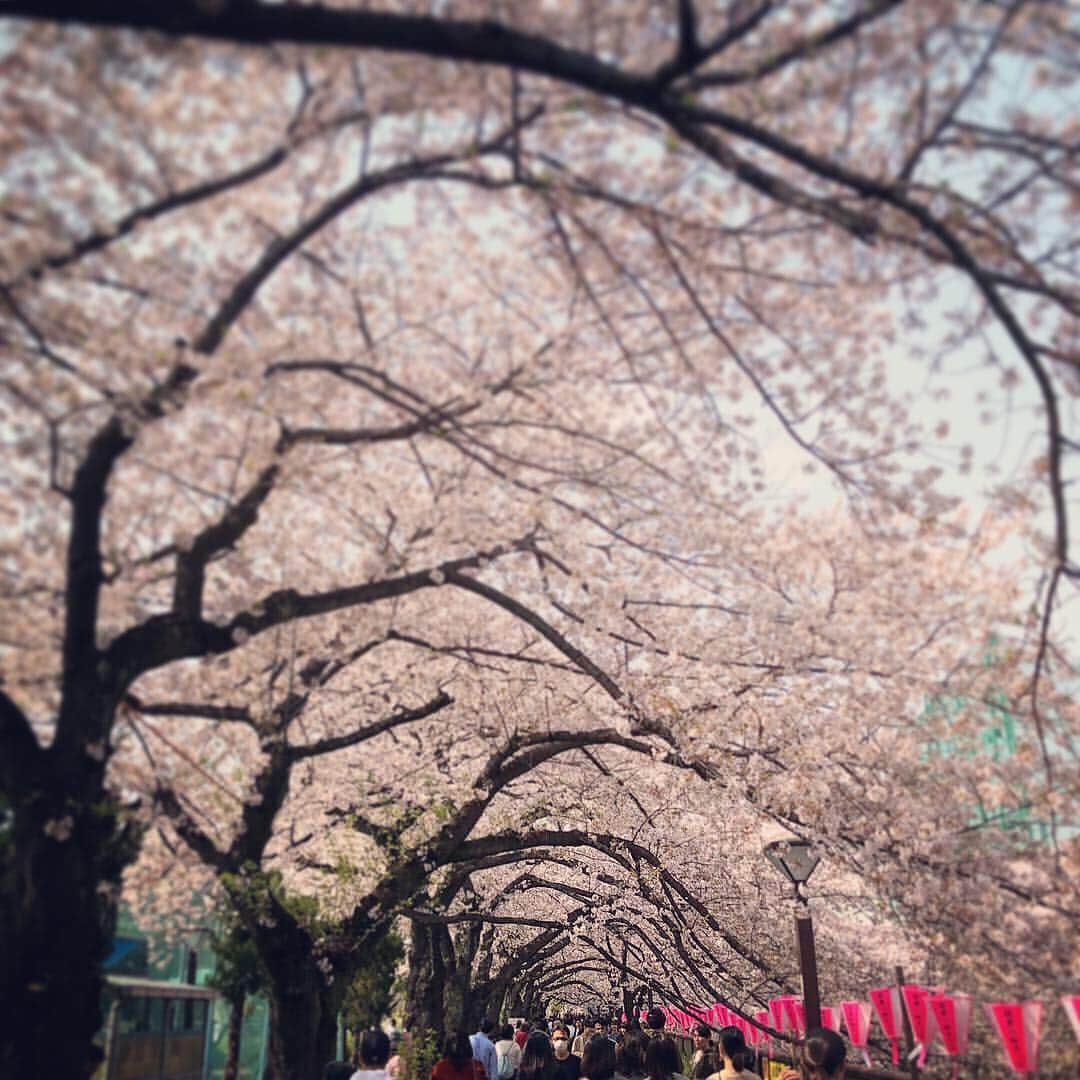 まゆみさんのインスタグラム写真 - (まゆみInstagram)「今日は超満開🌸😲 . 桜まつりのハシゴ 四月1週目。毎年出張で行けなかった桜まつりですが、今年は初めて行けた🥰🌸💕 お天気良くて最高☀️ . 人も多かったけど大満足🥳🥳 . . ライブ、一生懸命さに感動🥺 🌸 🌸 🌸 . .  #目黒川 #週末 #今日は満開 #目黒川の桜 #かむろ坂の桜  #お天気最高#散歩道 #桜まつり  #桜トンネル #目黒川沿い桜並木  #大満足 #祭りのハシゴ #桜舞い散る」4月7日 19時46分 - may.mayumi