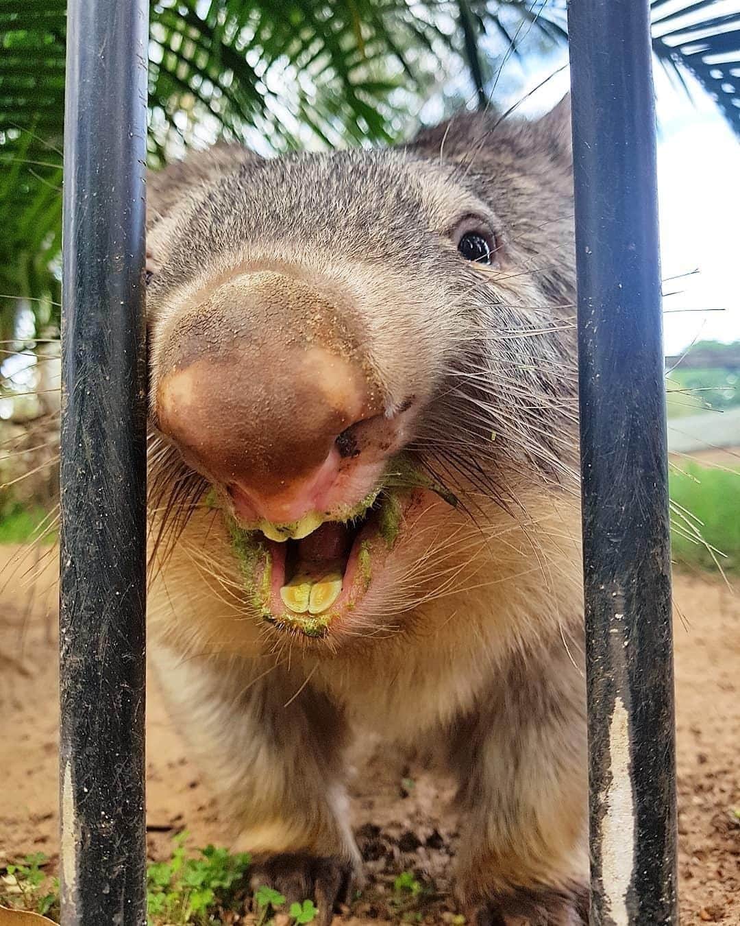Australiaさんのインスタグラム写真 - (AustraliaInstagram)「“Did someone say dessert?” 🤤  Manda here has clearly already demolished her grass and is ready for the next course! @nicknie121 met this food-loving  #wombat at @visitnsw’s @macadamiacastle, which is a six-acre #wildlife park located 30-minutes from #ByronBay. In addition to Manda and her furry friends that call the ‘Animal Fun Park’ home, there’s also a mini-golf course, playgrounds, a cafe, and shops, so you can easily spend a whole day here. TIP: Check their activity schedule online to pre-plan your day, because you definitely don’t want to miss out on their range of close-up animal encounters, some of which include feeding baby animals! Enough said.  #seeaustralia #newsouthwales #wildlifephotography #dailyfluff #travel #explore」4月7日 20時00分 - australia