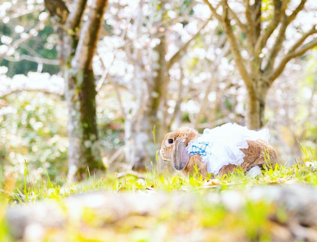 usagraphさんのインスタグラム写真 - (usagraphInstagram)「ミーチャ散策中💨 さくら、来週には散っちゃうね😓 ＊ ＊ ＊ #うさぎ #rabbit #bunny #ふわもこ部  #WeeklyFluff #igersjp  #instabunnies #tokyocameraclub #東京カメラ部  #bunnystagram  #今日もX日和  #うさぎ部 #ホーランドロップ #hollandlop  #アニマル写真部  #ファインダー越しの私の世界 #team_jp_西 #igers  #ig_japan」4月7日 19時56分 - usagraph